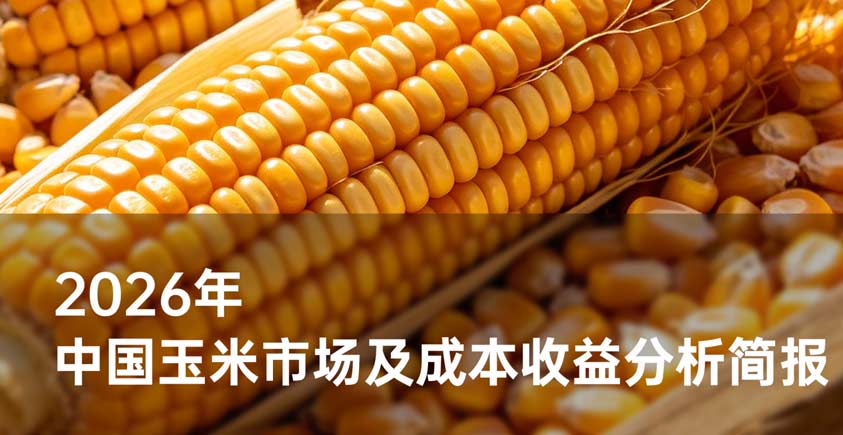 《2026年中国玉米市场及成本收益分析简报》